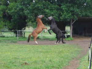 pension cheval poney pré avec abris