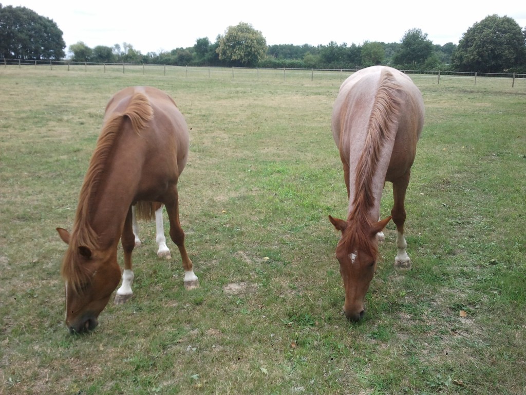 poney ecurie jul hyppos